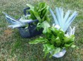 /album/galeria-de-fotos-galeria-fotos1/cabaz-horticolas-jpg/